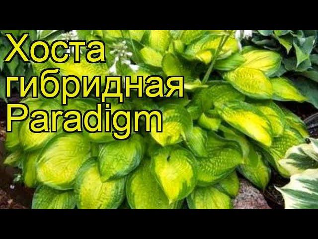 Хоста гибридная Парадигм. Краткий обзор, описание характеристик hosta hybrida Paradigm