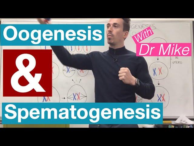 Oogenesis and Spermatogenesis | Reproductive