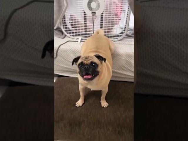 Dog Farts into Fan Prank 