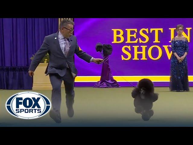 2024 Best In Show Full Event | Westminster Kennel Club