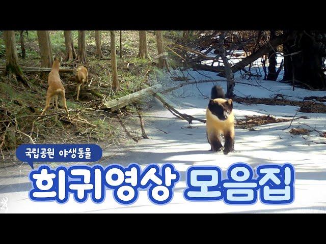 국립공원 야생동물 희귀영상