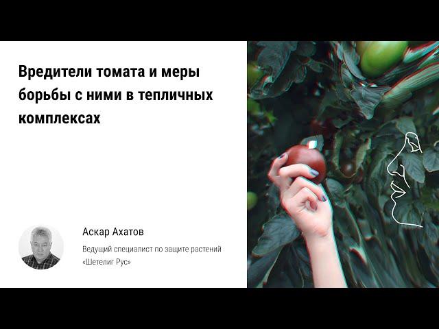  Вредители томата, меры борьбы с ними в тепличных комплексах. Биологическая защита урожая помидоров