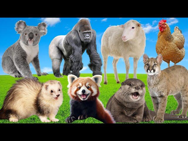 Cheerful Farm Sounds: Chimpanzee, Sheep, Otter, Chicken, Lynx – Playful Animal Adventures