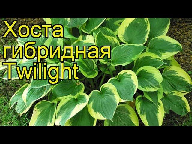 Хоста гибридная Твилайт. Краткий обзор, описание характеристик hosta hybrida Twilight