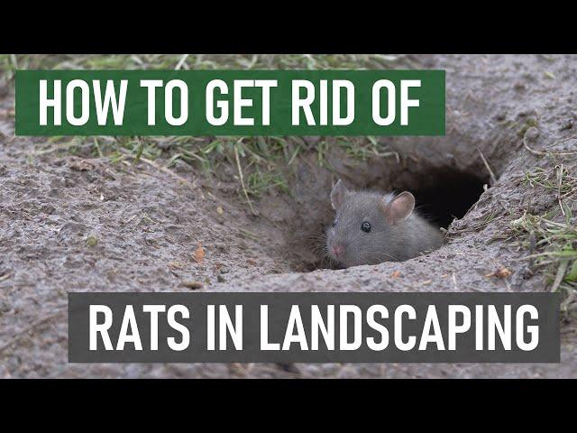 How to Get Rid of Rats in Gardens & Ornamental Landscapes