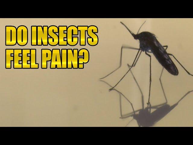 Do Bugs Feel Pain?