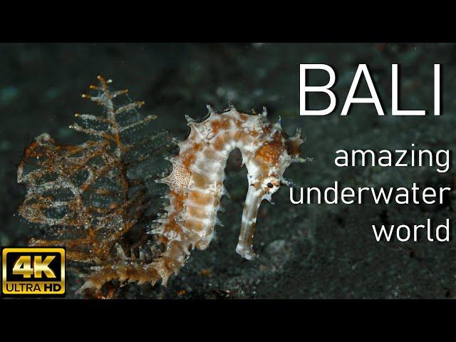 BALI/4K/Amazing underwater world/Tulamben/ RELAX/scuba diving