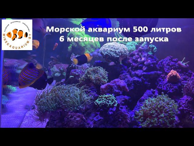 Морской аквариум 500 литров дома. 6 месяцев после запуска.