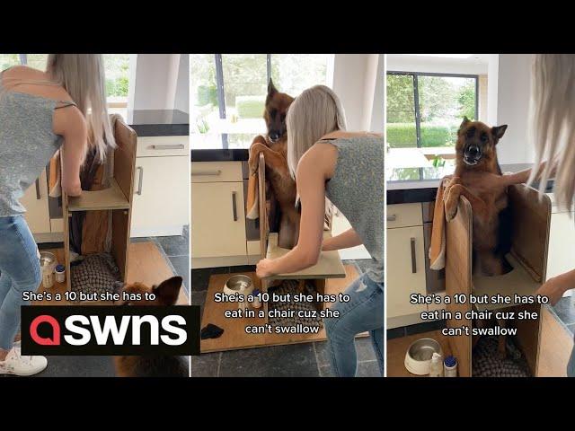 A woman built a special high chair for her German Shepherd who's unable to swallow food | SWNS