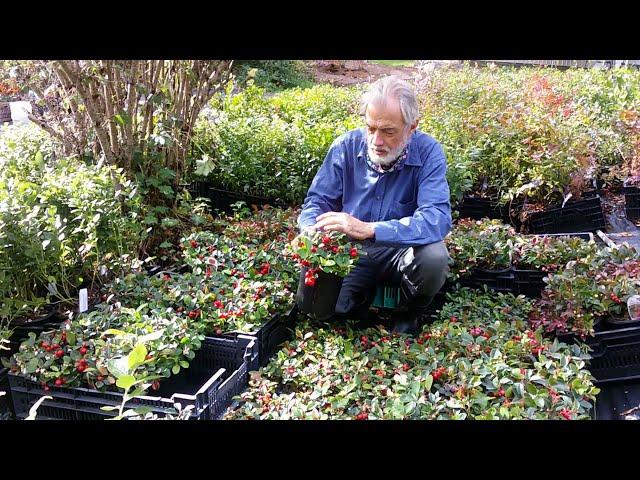 Wintergreen: A beautiful and versatile edible groundcover