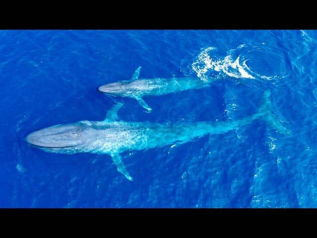 First Ever Footage Of Blue Whale Calf Nursing