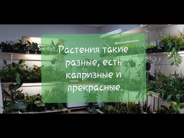 Топ-25 комнатных растений, которые не стоит покупать новичку. Адаптация Ч.2