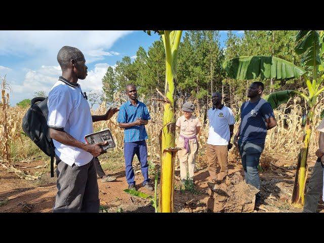 Banana Farming Dos and Don't: Banana Growing Techniques in Northern Uganda