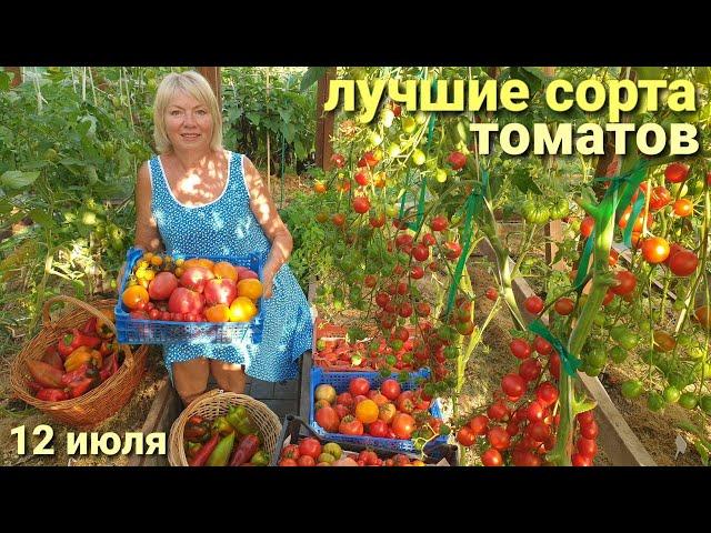 УРОЖАЙ собираем ящиками.ЛУЧШИЕ СОРТА ТОМАТОВ 2024  Муж упал на помидоры(