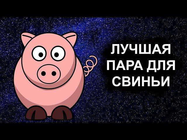 Совместимость знака Свиньи - лучшая и худшая пара