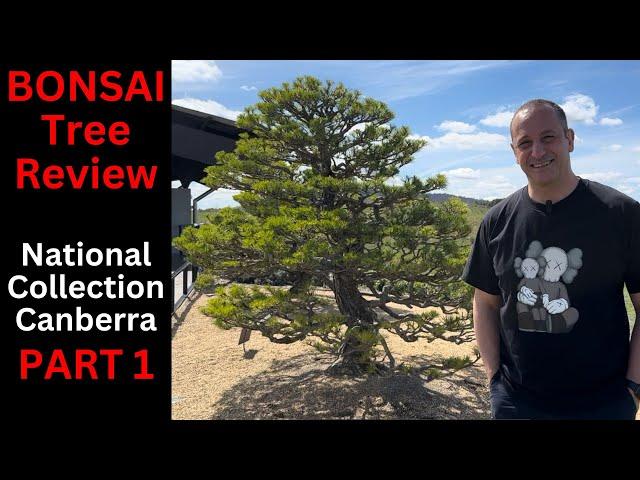 Bonsai Tree Review of National Bonsai Collection Canberra Part 1 Deciduous trees