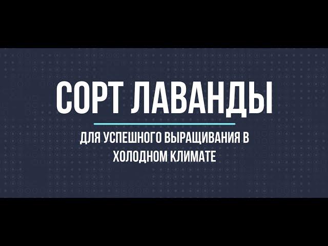 Какая лаванда отлично растет в холодном климате