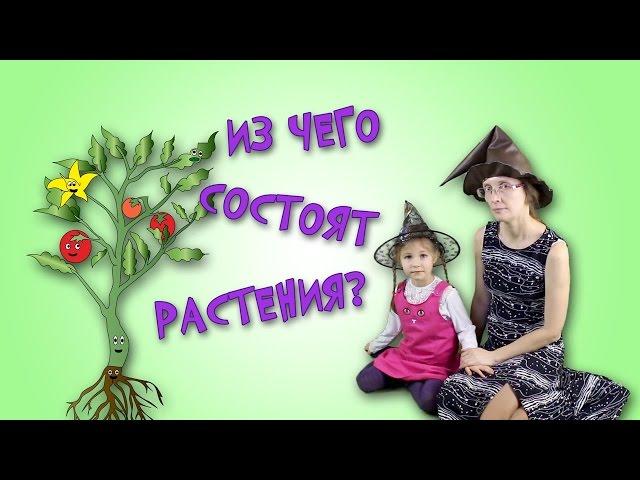 Из его состоят растения? Части растений.