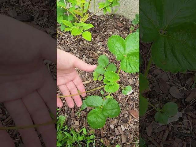 Albion Everbearing Strawberry growth progress June 14 2025 #strawberry #garden #gardening #berry
