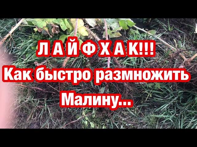 ЛАЙФХАК!!! Как быстро размножить малину...