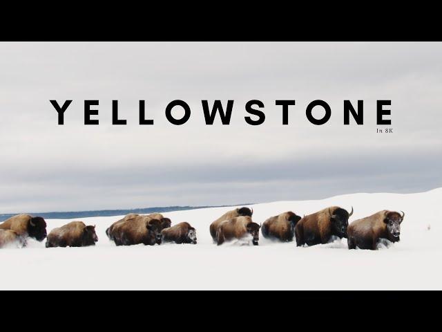 Yellowstone in Winter I Shot in 8K