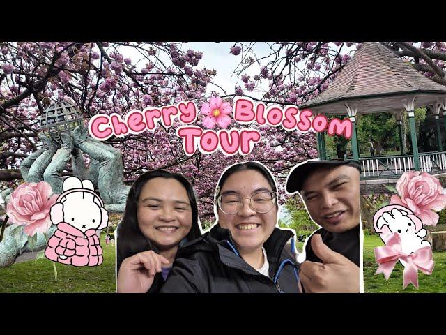 Cherry Blossom Tour in Herbert Park 