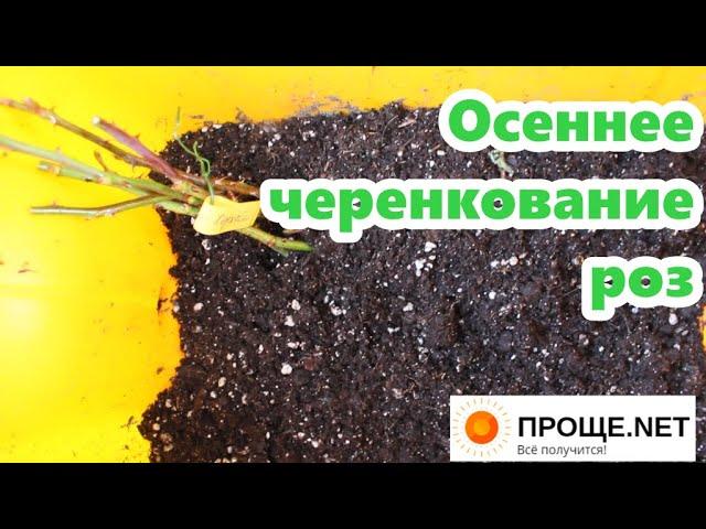 Осеннее черенкование роз Выбор правильных веток для срезки на черенки.