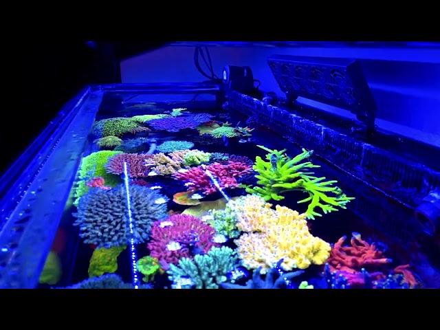 The Most Amazing Illumagic Reef Tank In The World