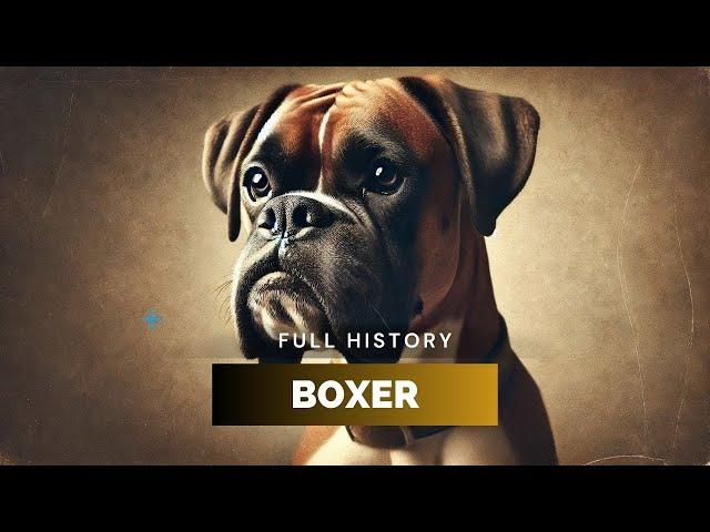 Boxer - Full History