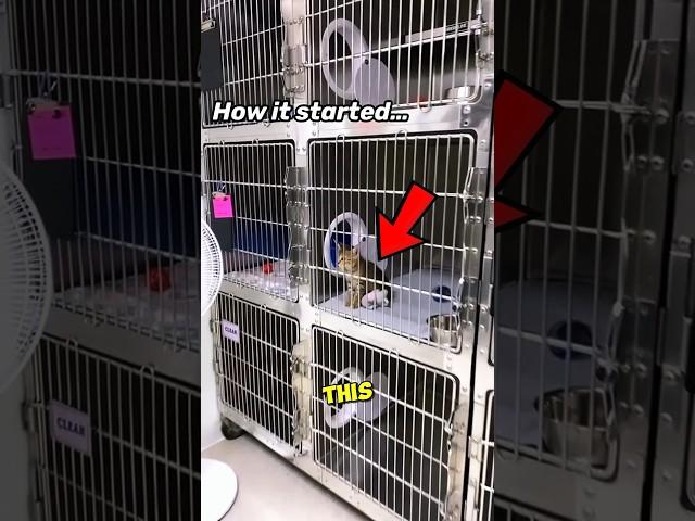 This Kitten Has The Cuttiest MEOWS Of All Time