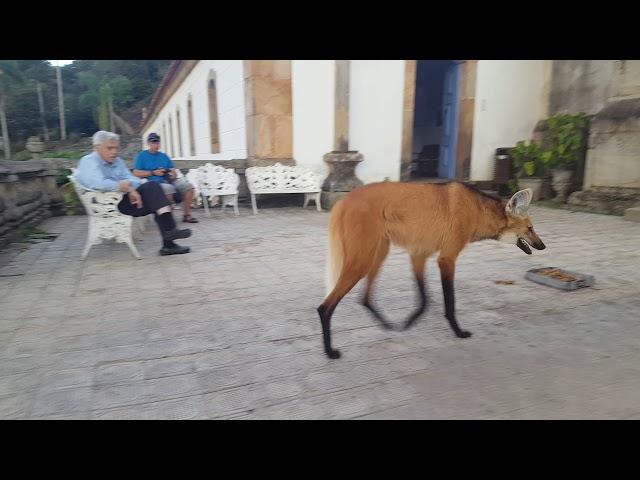 Maned wolf in Brazil