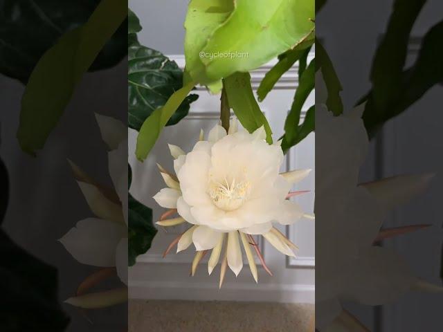Brahma Kamala Bloom | Epiphyllum Oxypetalum flower Bloom Stunning Timelapse