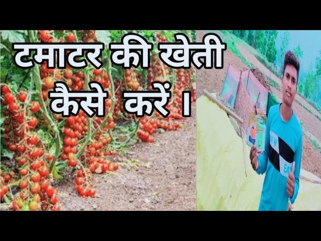 #newvlogs || Tomato Farming || A2Z Farming || Tamatar Ki Kheti Kaise Kare || #Hemwithvlogs || 