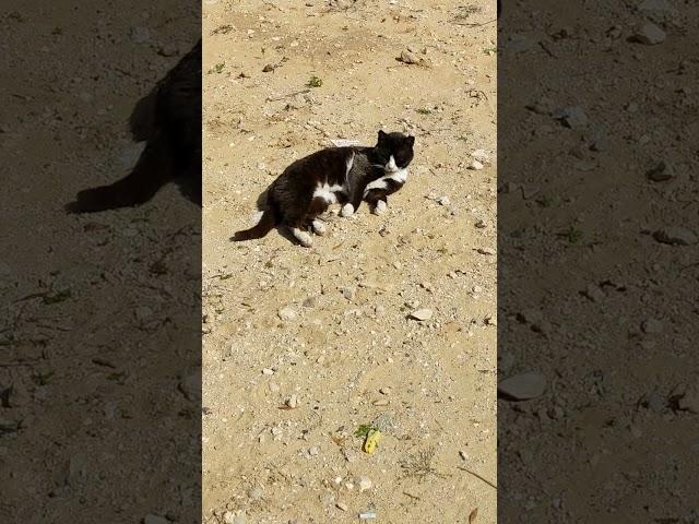 Feral cat relaxing on sand  Funny cats  Cute pets  Beautiful animals  2023