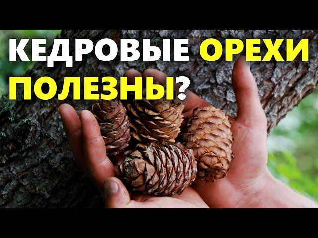 Польза кедровых орехов | Чем полезны кедровые орехи?