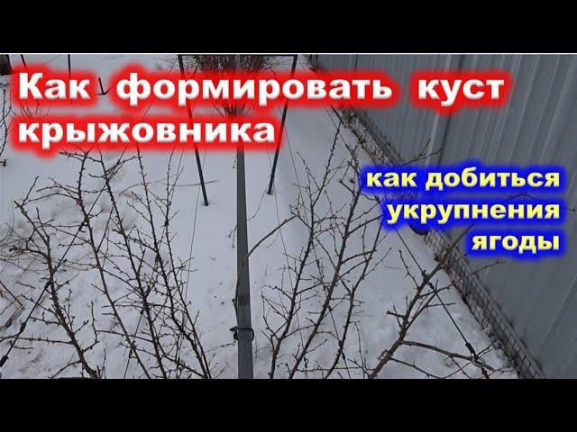 ОБРЕЗКА куста КРЫЖОВНИКА на укрупнение ягоды