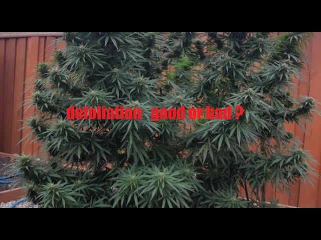 Defoliation Good or Bad