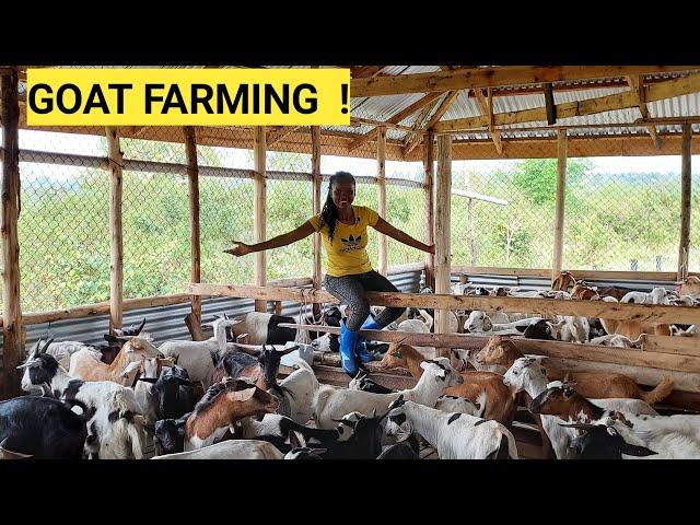 The Cost Of Starting A Profitable GOAT Farming BUSINESS For Beginners!