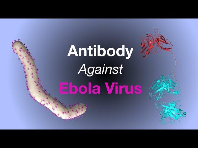 Science Talk: Antibody Neutralizes Two Deadliest Ebola Virus Species