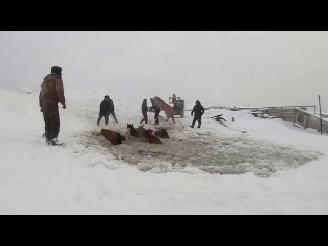 В Башкирии лошади провалились под лёд – Видео впечатляет