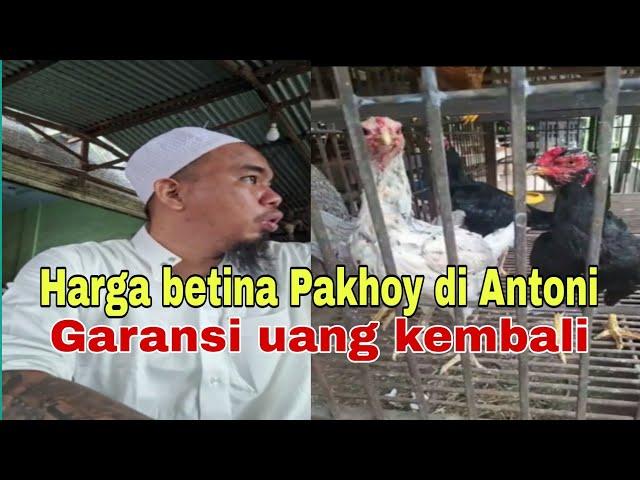 Spill harga betina pakoi di PJF bergaransi