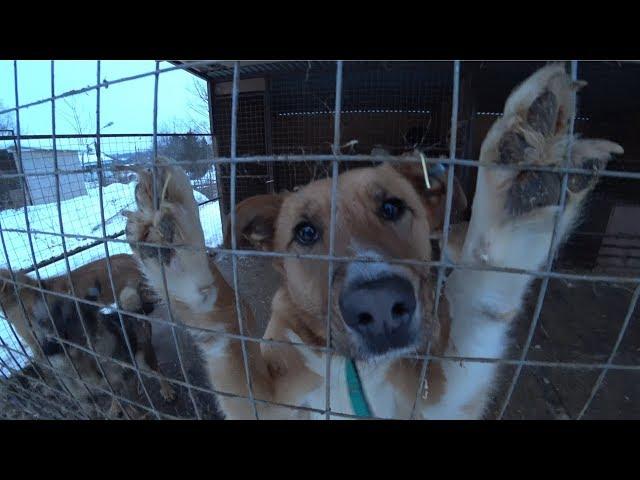 СЪЕЗДИЛ в ПРИЮТ для БЕЗДОМНЫХ ЖИВОТНЫХ "БЕРЕГИНЯ"