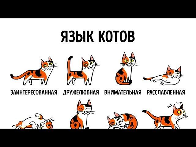 КАК НАЙТИ ОБЩИЙ ЯЗЫК СО СВОИМ КОТОМ