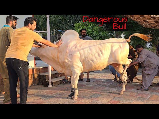 Home Qurbani Sultan  2024 - Home Qurbani Brownie and Jojo 2024 - Dangerous Cow Qurbani 2024