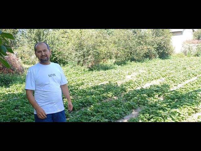 Ko'p yillik tajribaga ega Dexqon akamizni ochiq dalaga qulupnay ekish bo'yicha maslaxatlari