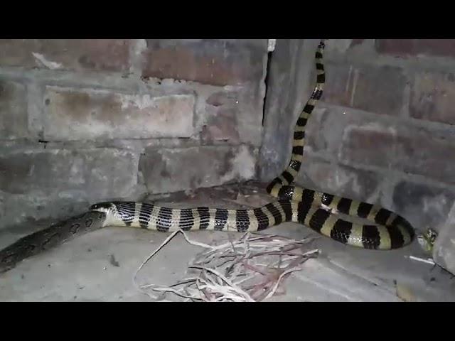 Banded Krait- Killing Russell's Viper