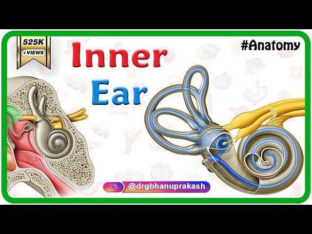 Inner ear Anatomy Animation : Cochlear component, Vestibular component, Semi-circular component