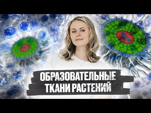 Образовательные ткани растений | Меристемы | Биология ЕГЭ