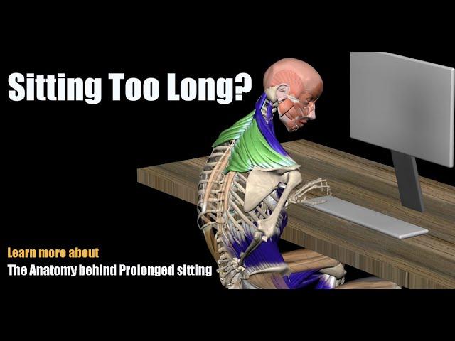 Pain from Sitting Too Long? The Anatomy behind Prolonged sitting