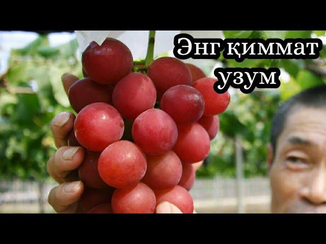 Энг катта ва энг қиммат узум / Дунё бозорларида узум нархлари Цены винограда за границей